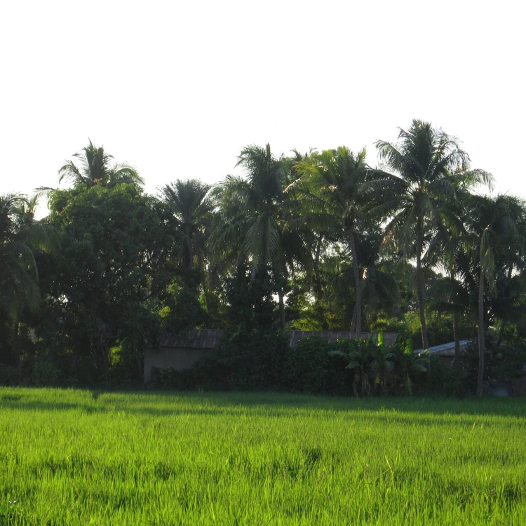 L'Estere - Green Rice Field