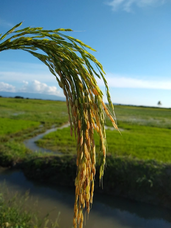 Rice Production