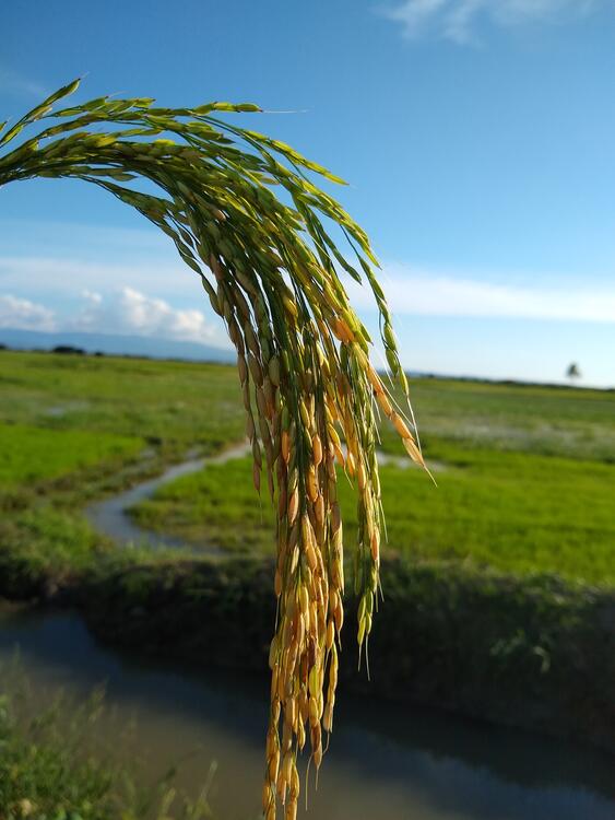 Plantation Diri Plantation Diri